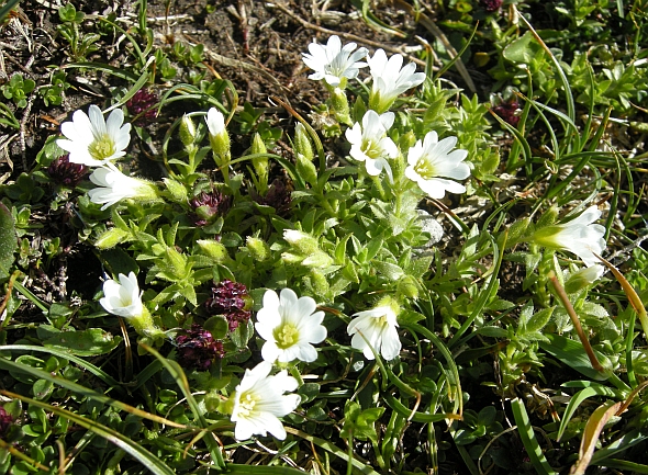 Cerastium thomasii / Peverina di Thomas